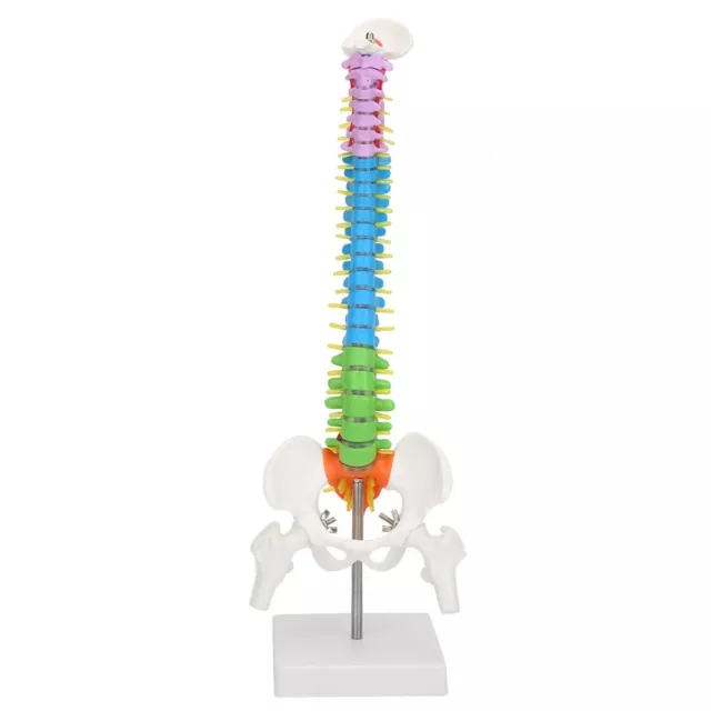 Colored Flexible Spine Anatomical Mode Life Size Human Spine Model With Pelvis