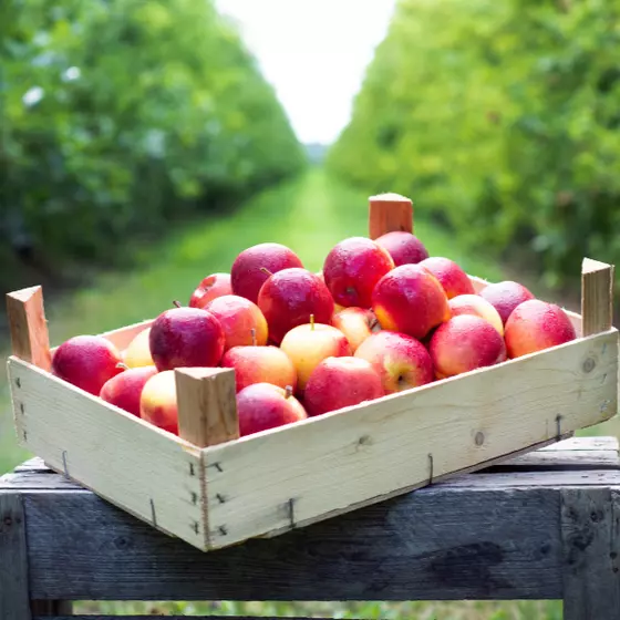 Kleine Äpfel (Fruits for Kids) aus dem Alten Land, Klasse I, 2,2 - 8 kg