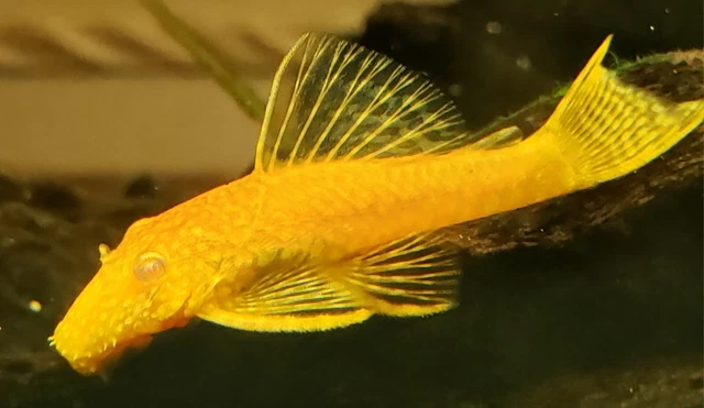 Albino Bristlenose Plecos 1.25" - 2" Bushynose Ancistrus Live Arrival Guarantee!