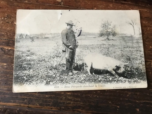 carte postale ancienne de métier N 36 deux périgords cherchant la truffe