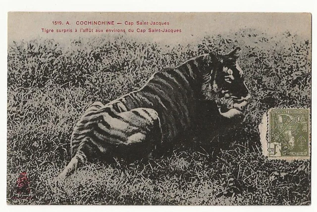CPA AK VIETNAM COCHINCHINE Cap St-Jacques - Tigre surpris à l'affut.