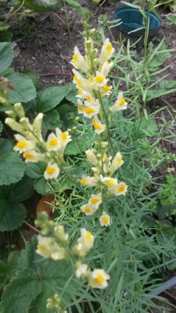 Hohes LEINKRAUT 10 Pflanzen,schöne Staude ~ Insektenweide+