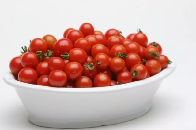 12 graines de TOMATE - BONBON SWEETBABY(Lyc. esc.)E223 SWEET CHERRY TOMATO SEEDS