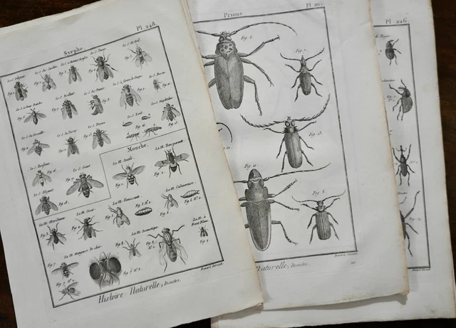 INSECTES 20 Planches In Quarto, Originale De 1793 -- EUR 25,00 ...