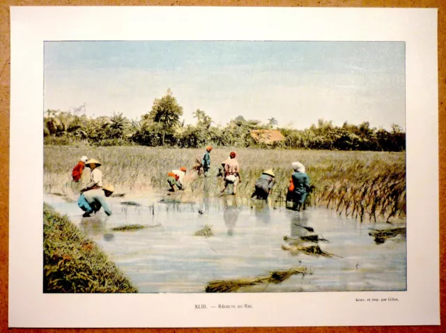 TONKIN Récolte du riz - Photochromie fin 19ème  gravure  Vietnam