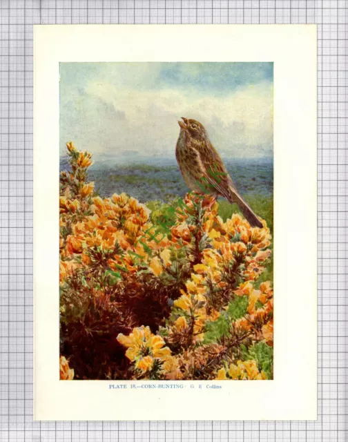 9566) CORN BUNTING  G E Collins - 1966 Bird Book Print