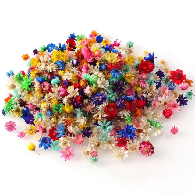 Paquete de 100 mini flores secas artesanales hágalo usted mismo para hacer velas epoxi surtidas 2