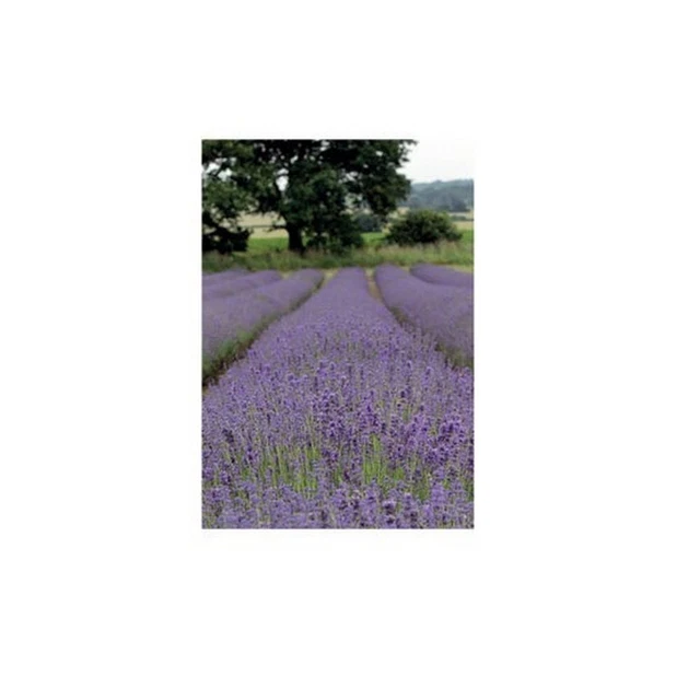 Kevin Milner - Carte de vœux LAVENDER (BZ4030)