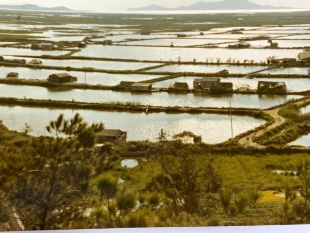 AgA) Found Photo Photograph Snapshot Hong Kong Rice Paddy Farms 3