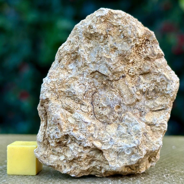 Jurassic Coral Fossil from Wiltshire, UK - Genuine Fossils for Sale