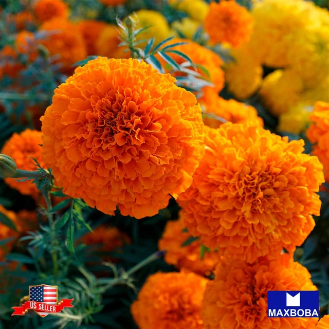 Marigold Seeds - Cracker Jack Non-GMO / Heirloom / Herb Garden Fresh