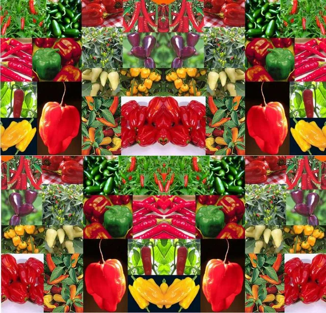 Peperone - Capsicum Annuum - Varietà E Caratteristiche - Foto 10