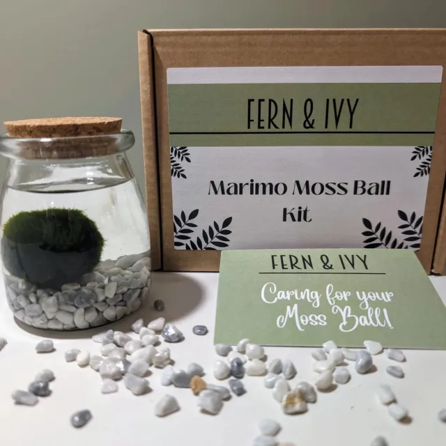 Marimo Moss Ball Kit - Plant Pet - Grey Gravel