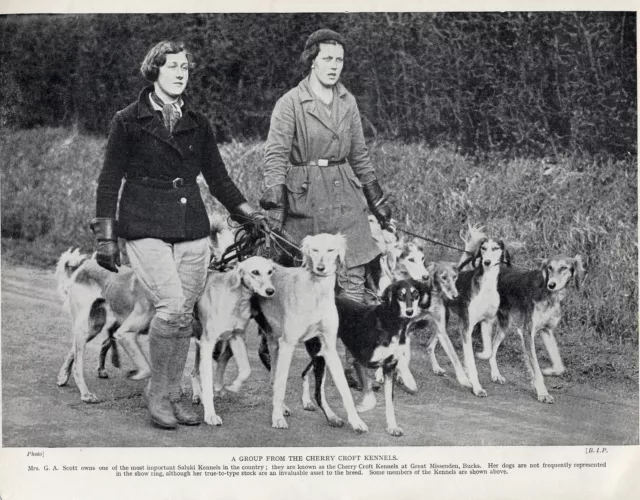 Saluki Ladies Exercising Dogs From Named Kennel Old Original Dog Print From 1935