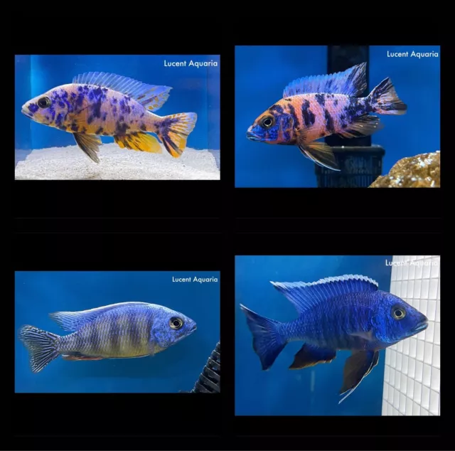 (LOT OF 8) Assorted 1.5-2" Unsexed Hap and Peacock African Cichlids