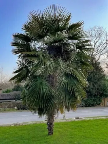 PALMERA CHINA DE ABANICO - Trachycarpus fortunei - 5+ Semilla Seed Graines W 146