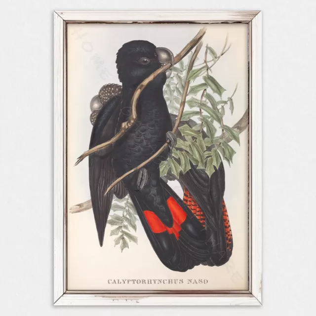 A3 Print, John Gould, Western Black Cockatoo