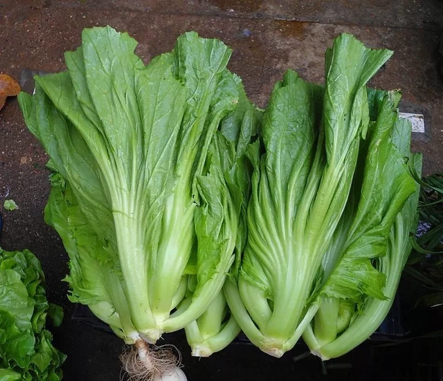 Pacchetto Semi: Pacchetto Di 50 Semi, Pak Choi Stem Semenza