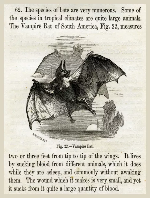 11256.Decor Poster.Room Interior design vintage wall.Vampire Bat illustration