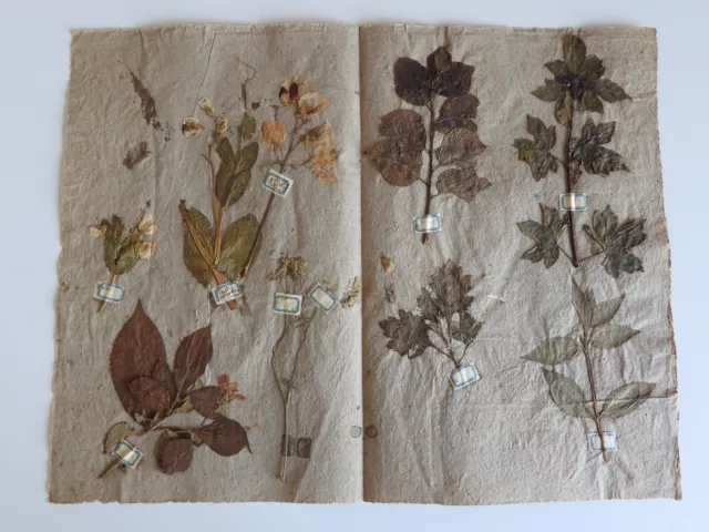 Erbario originale di inizio '900 - 41 fogli con piante e fiori - unico!