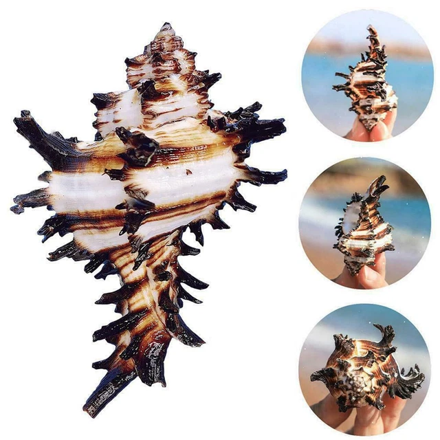 Natural Conch Shell Decoration Conch Hermit Crab Shell Ornaments Z1L7