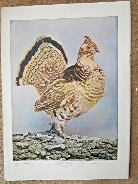 1900 Antique Ruffed Grouse Fowl Bird Lithograph Print