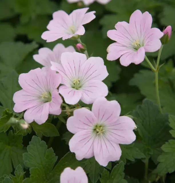 'Dreamland®' Hardy Geranium x Híbrido Paquete x 3 Plantas de Enchufe Grande