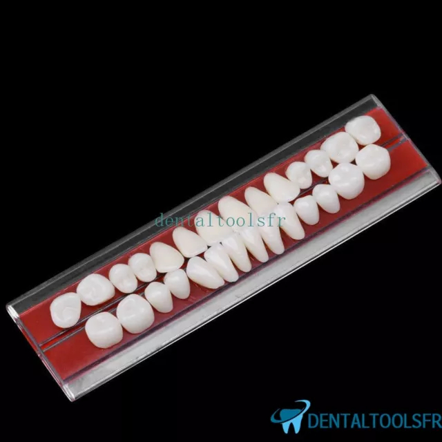 5PCS Porcelaine dentaire Dentiers matière de Alliage-Épingle couleur des dents