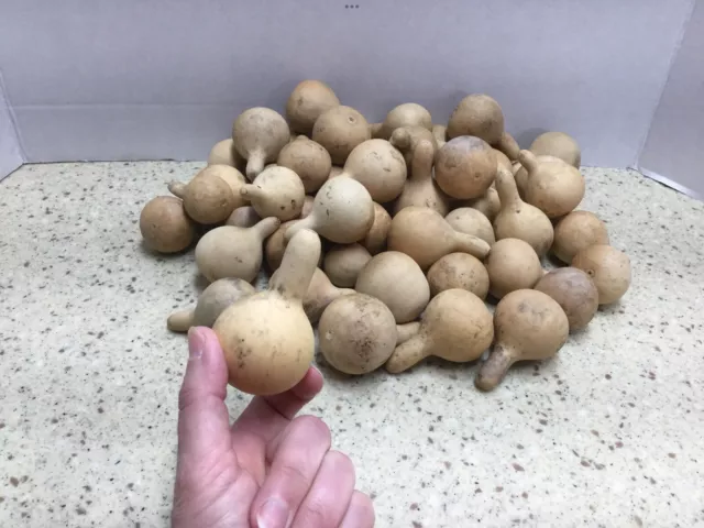 50 Cleaned Dried Tennessee Spinner Gourds