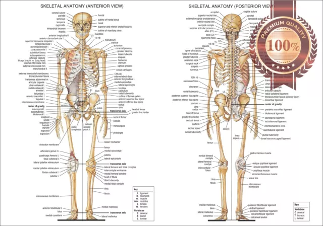 Anatomical Diagram Chart Guide Skeleton Human Anatomy Print Premium Poster