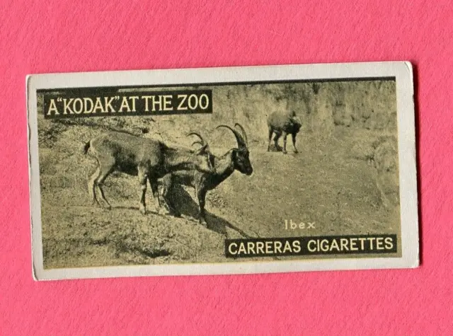 1924 Carreras Ltd. Cigarettes A "Kodak" At The Zoo Tobacco Card #34 Ibex Goat