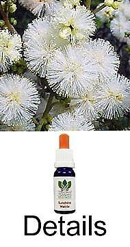 SUNSHINE WATTLE Australian Flower Essences flores arbustivas australianas
