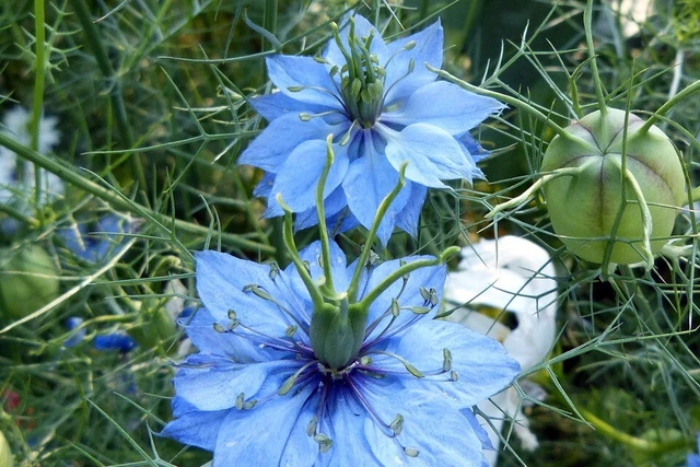 Jungfer Im Grünen Samen Bio – Nigella Damascena, Ca. 800 Samenfeste Samen