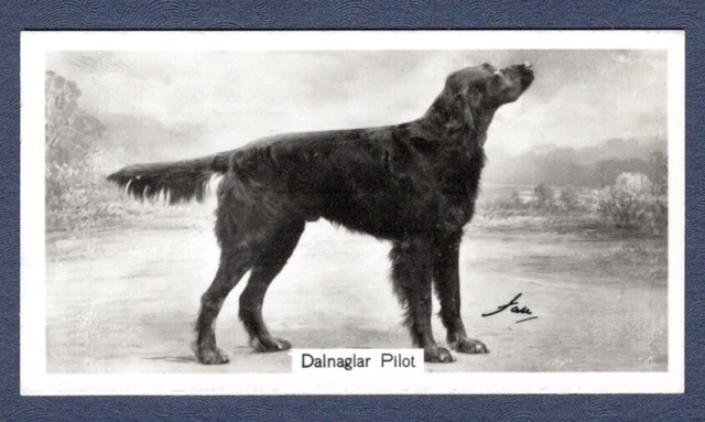 GORDON SETTER, Dalnaglar Pilot - Original 1938 Photo Cigarette Card