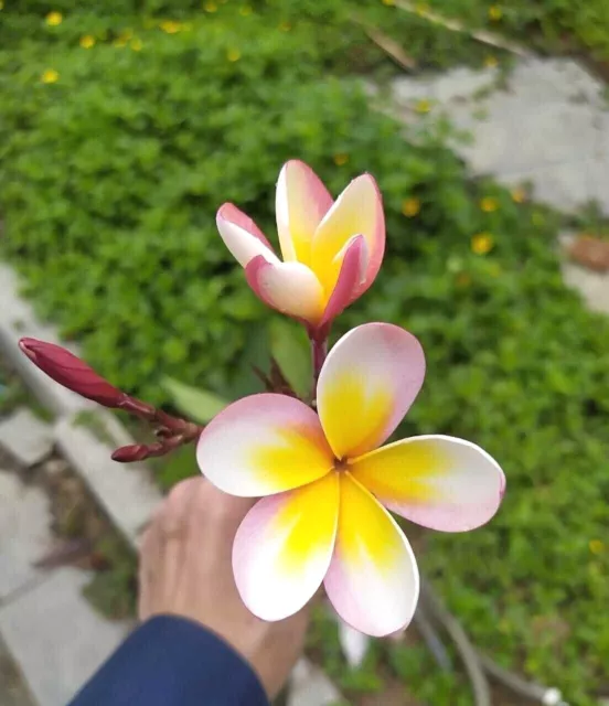 10 Graines de Frangipanier Mix, Plumeria Rubra mixed seeds