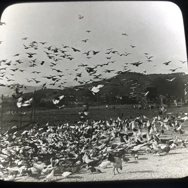 Vtg Magic Lantern Glass Slide Photo Keystone Pigeon Farm California
