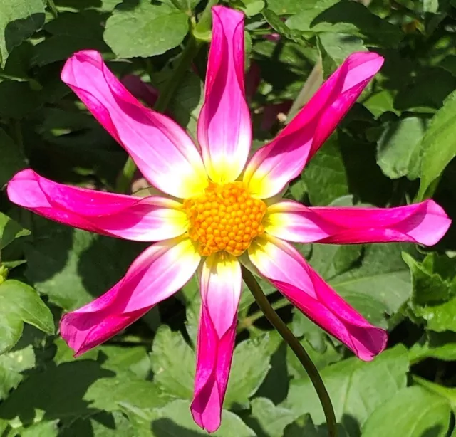 Dahlia EX Moonfire  and  Pink Honka OPEN pollination 13 seeds each £3.70 bh