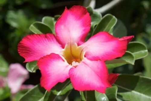 Adenium Obesum Rosa - Planta de México Arancio Desierto (Planta en Florero