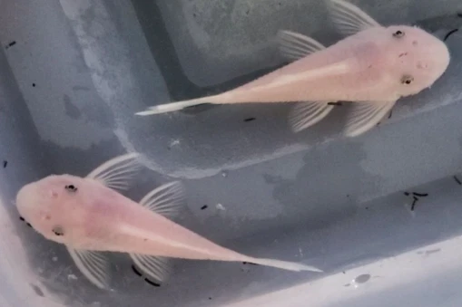 Snow White Ancistrus Pleco Htz-Lf