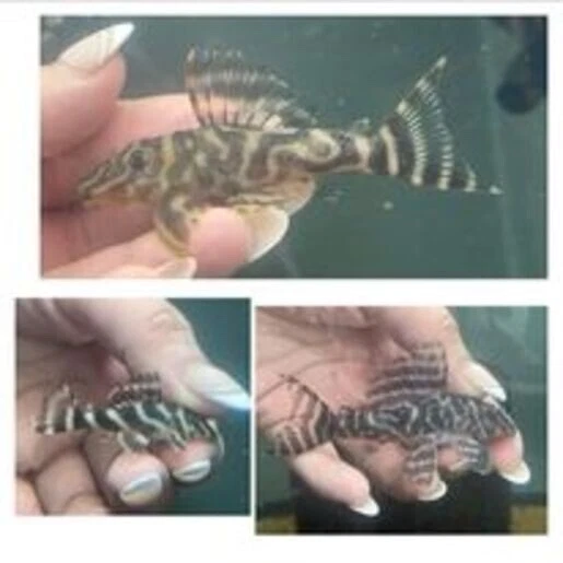 Hypancistrus sp. L270  Chocolate Zebra Pleco