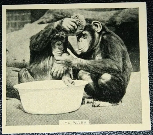 CHIMPANZEES  Washing    Vintage 1930's Photo Card  BD05M