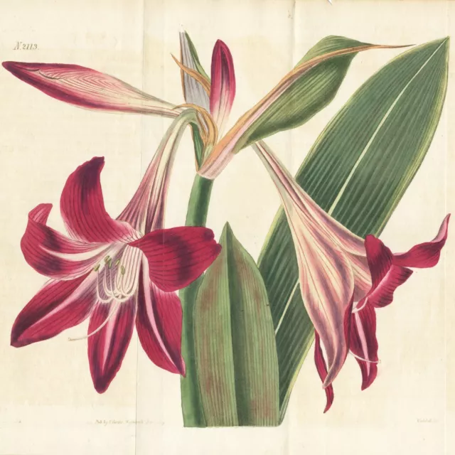 Rare 1819 Curtis Botanical Double Folio Engraving No. 2113, Amaryllis Reticulata