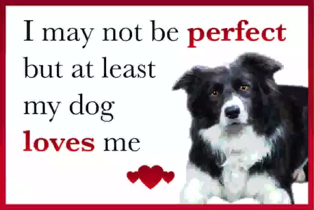 Funny My Dog Loves Me BORDER COLLIE Dog Vinyl Car Van Sticker Pet Animal Lover