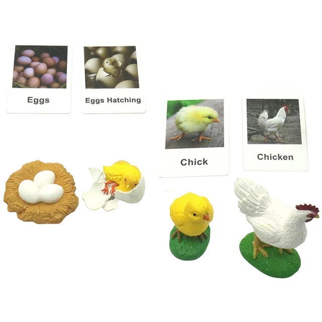 CYCLE FIGURINES BIOLOGY Science Toys Educational Preschool EUR 12,02