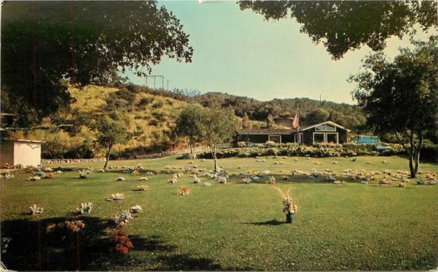 Amescolor California 1960s San Diego Pet Memorial Park Postcard 20-7823