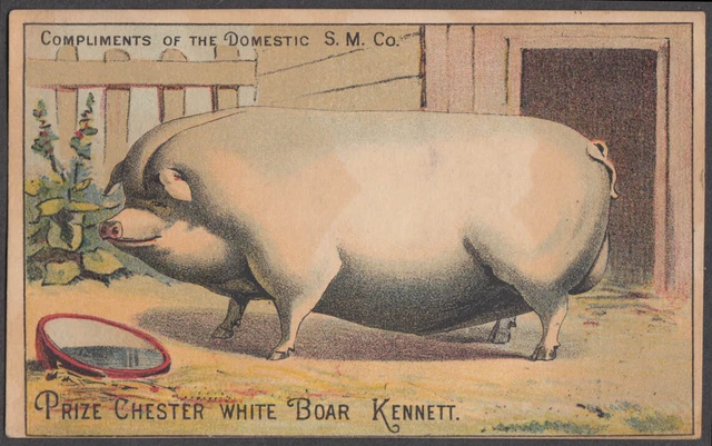 Domestic Sewing Machine Prize Chester White Boar Kennett trade card 1880s