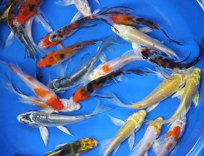 10 pack of 3 inch Butterfly Koi Live for fish tank, koi pond or aquarium