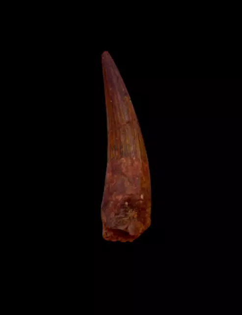 Great Treasure: Authentic Spinosaurus Dino Tooth 112 to 93.5 million years old