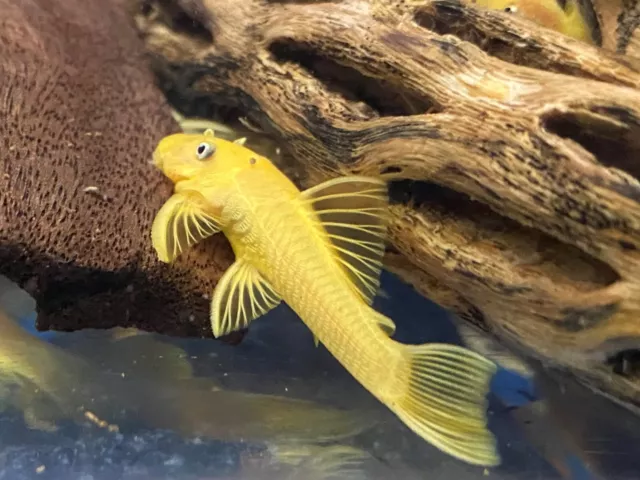 BLUE EYE LEMON YELLOW L144 Bristlenose Plecostomus 1-1/2 inch+ (2 Pack) LF Genes 4
