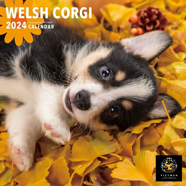 2024 WALL CALENDAR PICTWAN Welsh Dog S Size from Japan 36.97
